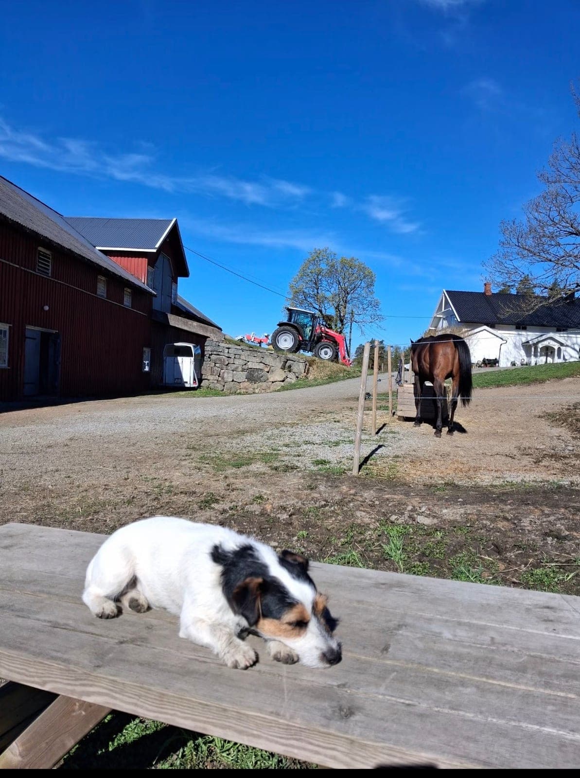 Stallplass! — bilde 3